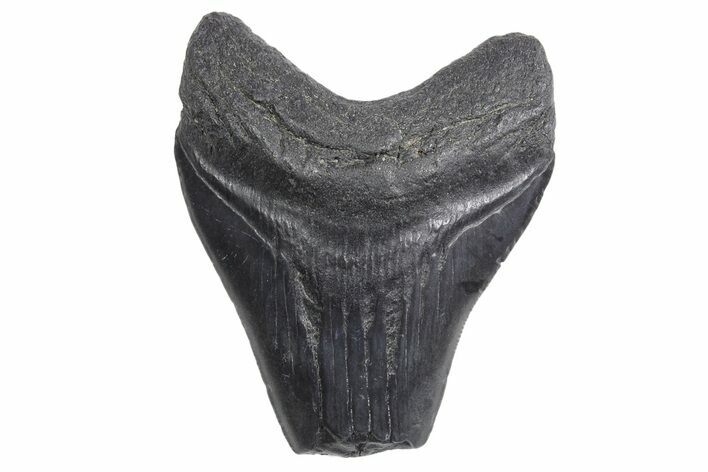 Bargain, Fossil Megalodon Tooth - South Carolina #358979